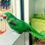 Avian Medical Center