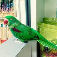 Avian Medical Center ico