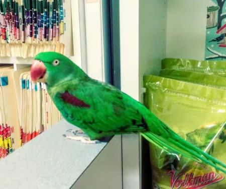 Avian Medical Center