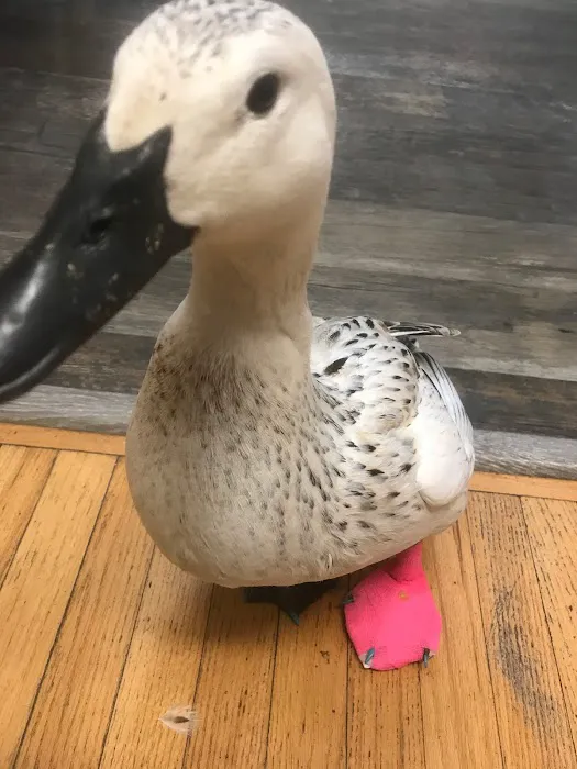 Avian Medical Center Picture 6