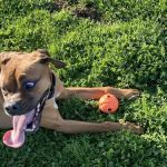 Banfield Pet Hospital