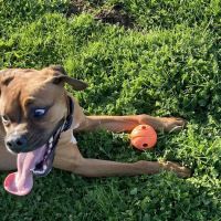 Banfield Pet Hospital ico