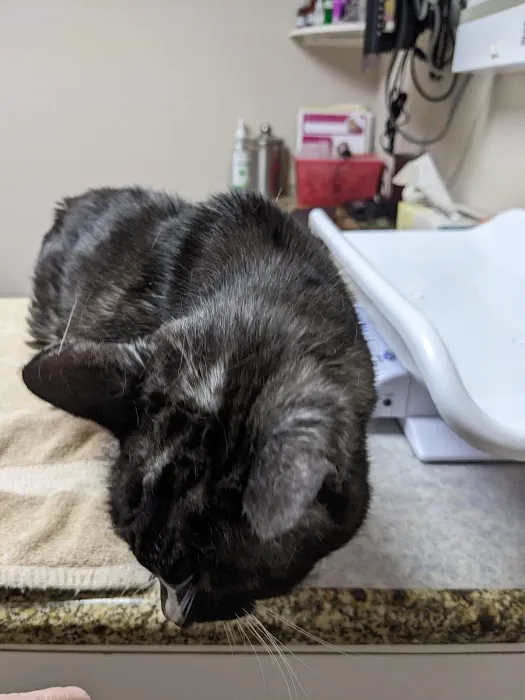 Southgate Animal Clinic Picture 3