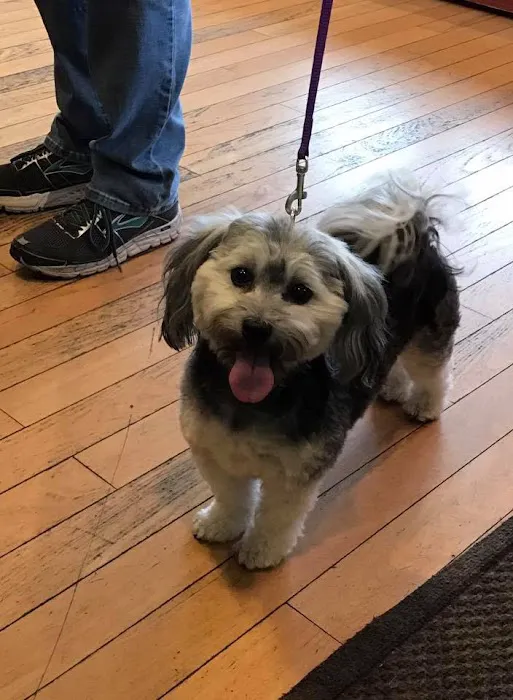 Animal Dermatology Clinic Portland Picture 8