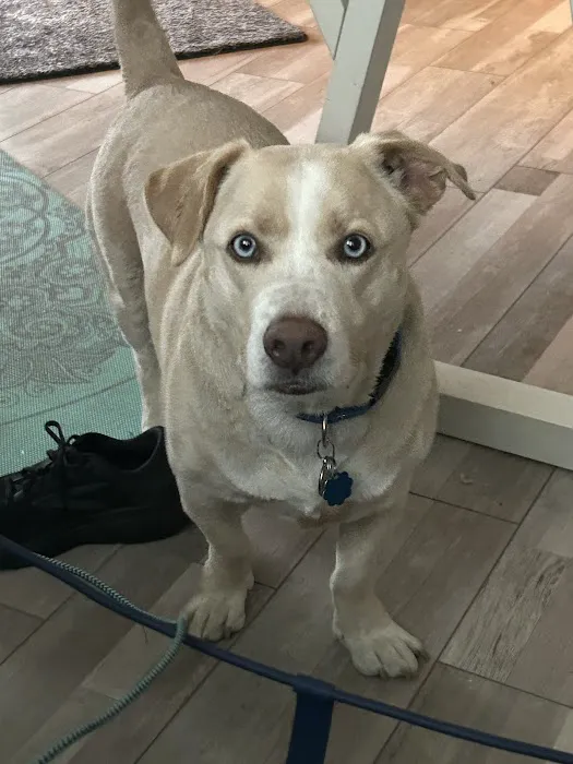 Vetco Total Care Animal Hospital Picture 8