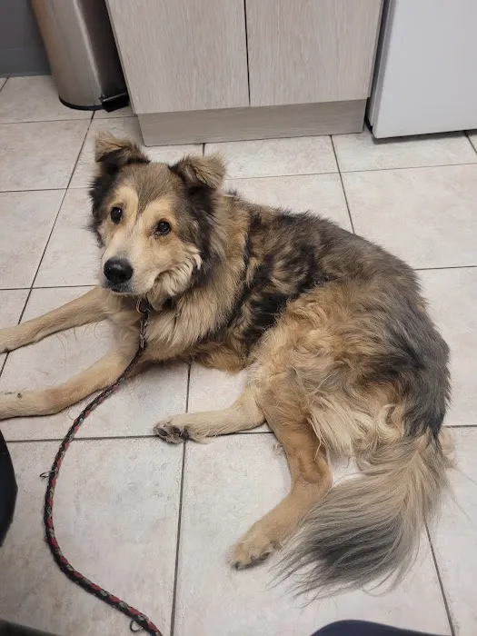 Pets On Broadway Animal Hospital Picture 1