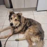 Pets On Broadway Animal Hospital ico