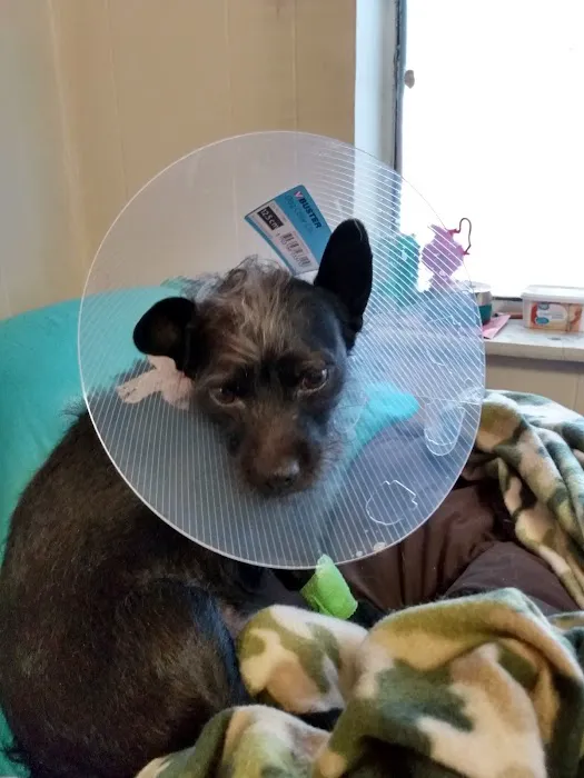 Pets On Broadway Animal Hospital Picture 7