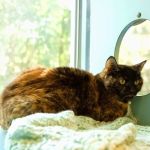 Overland Animal Hospital