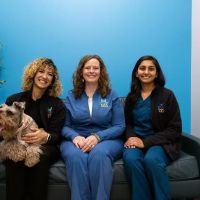 PetVet365 Pet Hospital Denver / University ico
