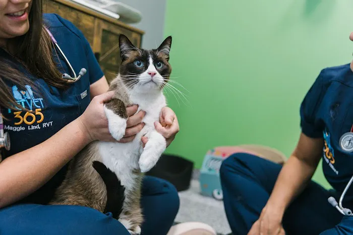 PetVet365 Pet Hospital Denver / University Picture 4