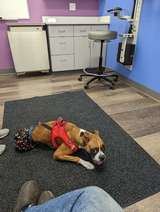 MISCA-Minimally Invasive Specialty Center for Animals Picture 1