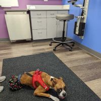 MISCA-Minimally Invasive Specialty Center for Animals ico