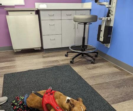 MISCA-Minimally Invasive Specialty Center for Animals