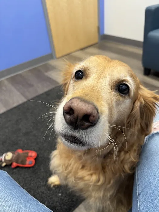 MISCA-Minimally Invasive Specialty Center for Animals Picture 2