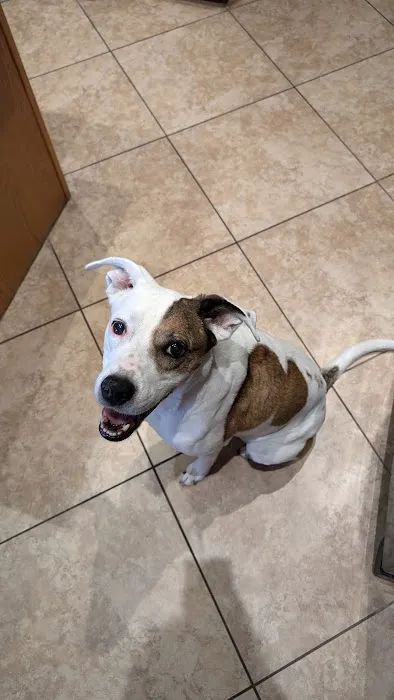 MISCA-Minimally Invasive Specialty Center for Animals Picture 7