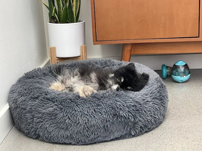 MISCA-Minimally Invasive Specialty Center for Animals Picture 10