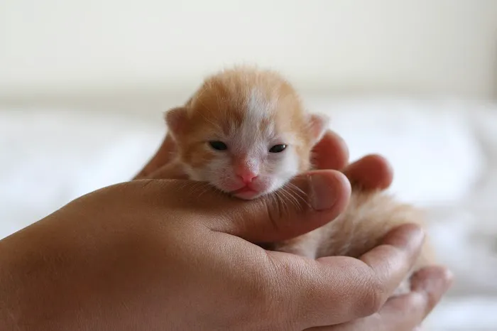 Milwaukie Animal Clinic Picture 5