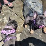 VCA West Linn Animal Hospital