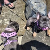 VCA West Linn Animal Hospital ico