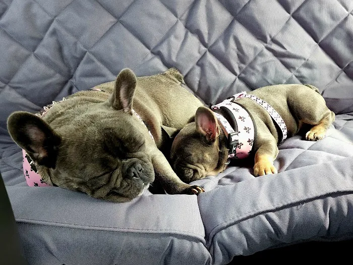 VCA West Linn Animal Hospital Picture 2