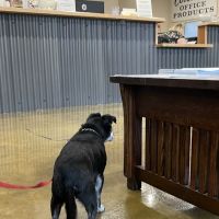 Willamette Valley Animal Hospital of Gladstone ico