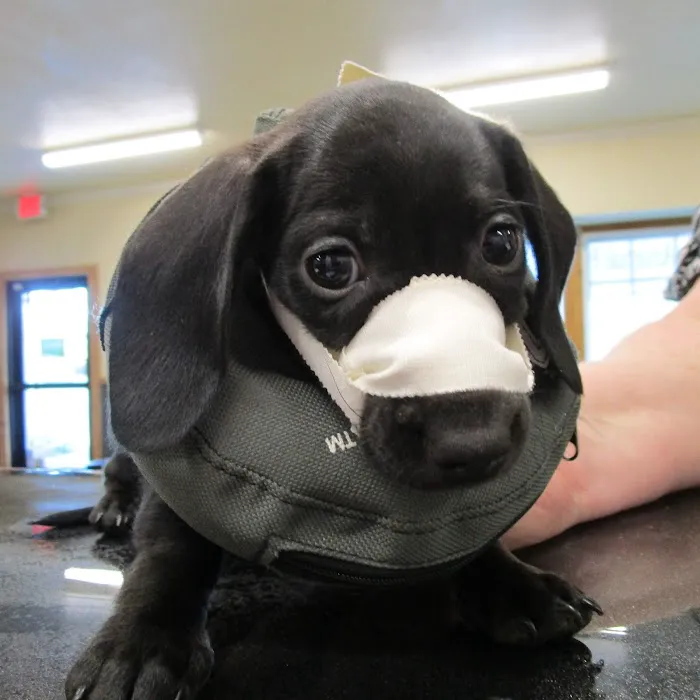 Willamette Valley Animal Hospital of Gladstone Picture 3