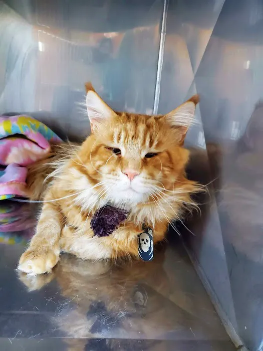 Willamette Valley Animal Hospital of Gladstone Picture 7