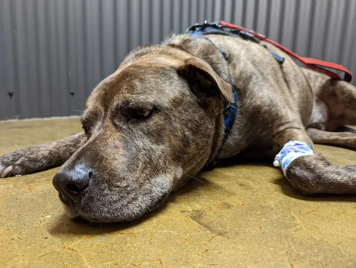 Willamette Valley Animal Hospital of Gladstone Picture 9