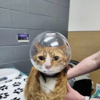 Clackamas Pet Clinic ico