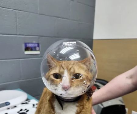 Clackamas Pet Clinic