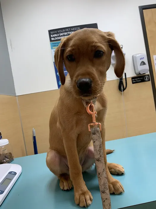 Clackamas Pet Clinic Picture 6