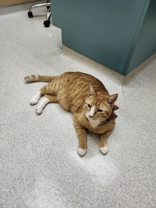 Clackamas Pet Clinic Picture 9
