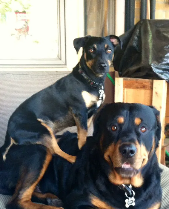 North Denver Animal Clinic Picture 1