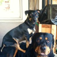 North Denver Animal Clinic ico