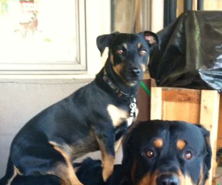North Denver Animal Clinic