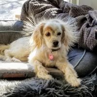 The Vets Animal Hospital ico