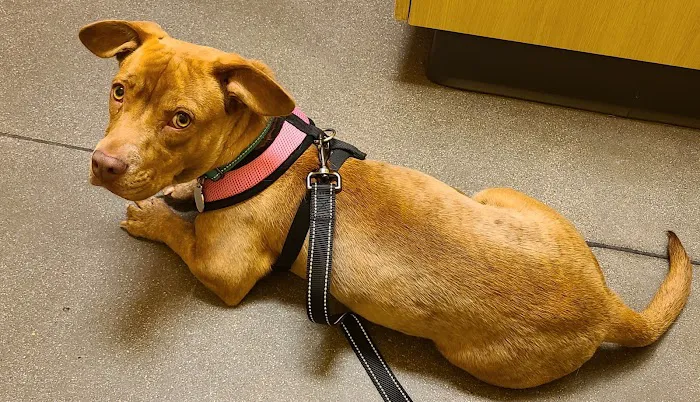 Guardian Angel Veterinary Care Picture 1