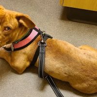 Guardian Angel Veterinary Care ico