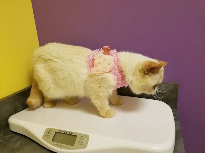 Guardian Angel Veterinary Care Picture 4