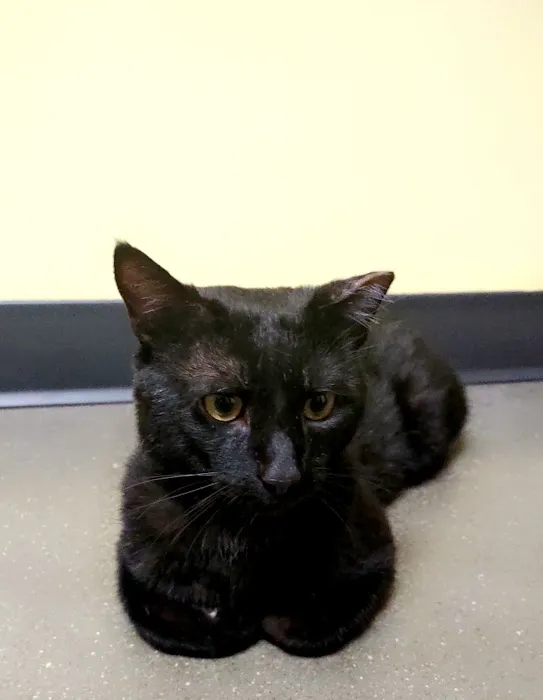 Guardian Angel Veterinary Care Picture 5