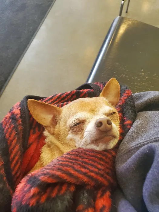 Guardian Angel Veterinary Care Picture 6