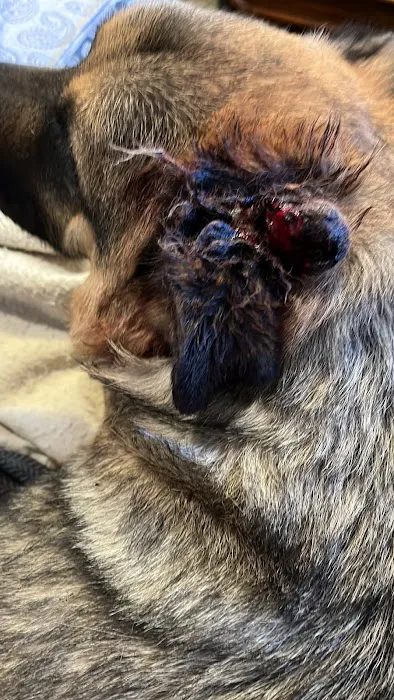 Guardian Angel Veterinary Care Picture 10
