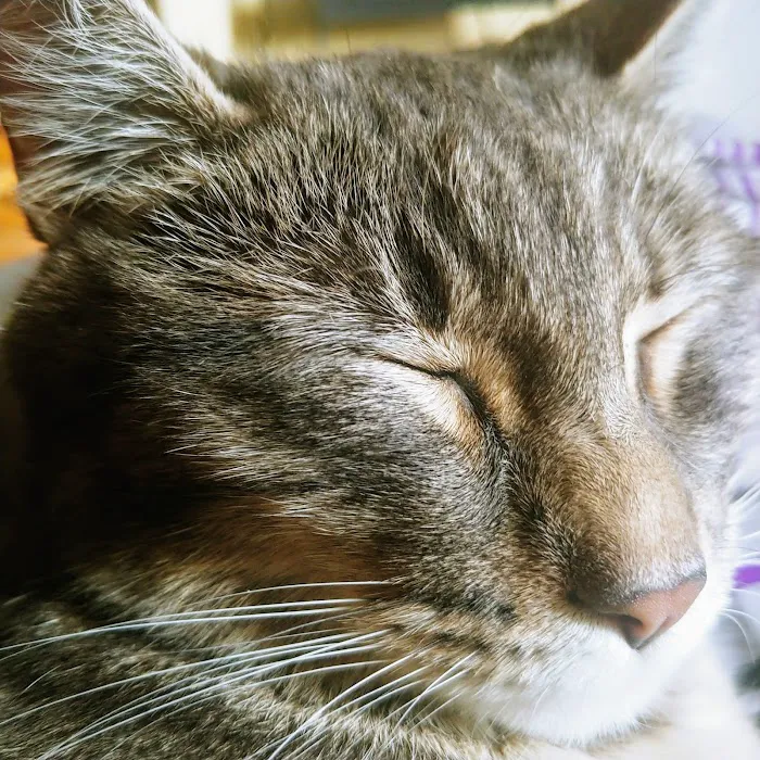 Guardian Angel Veterinary Care Picture 8