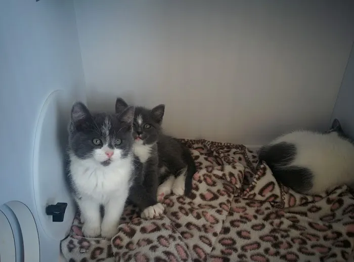 Guardian Angel Veterinary Care Picture 7