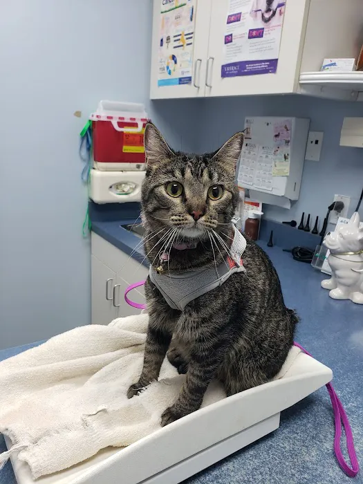 Huron Animal Hospital Picture 2