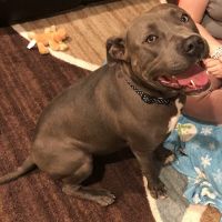 Huron Animal Hospital ico