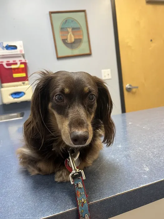 Huron Animal Hospital Picture 4