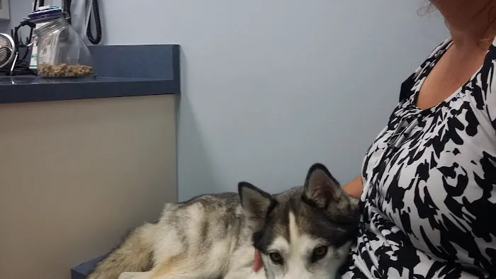 Huron Animal Hospital Picture 5