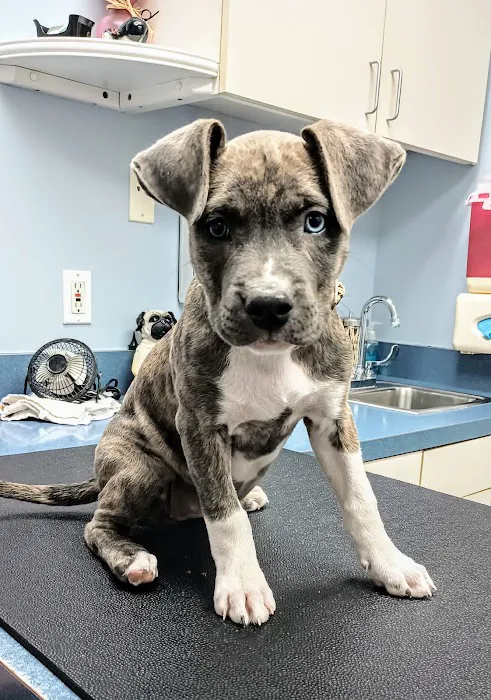 Huron Animal Hospital Picture 7